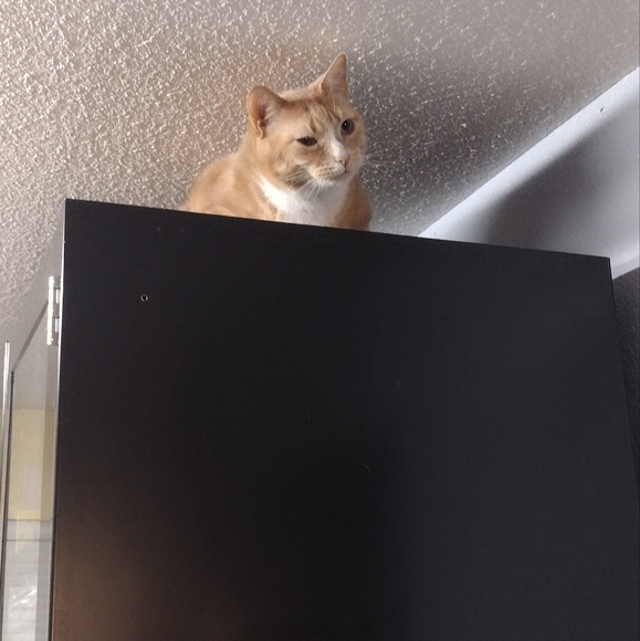 Meet your Poshers, William & Amy - Picture 4 of 7